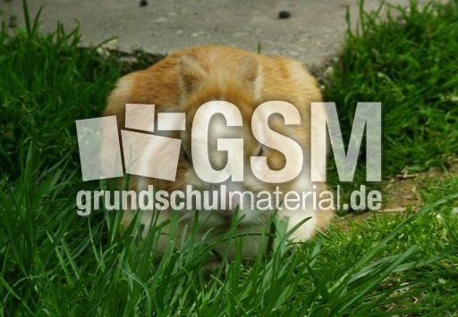 Meerschweinchen_8116.jpg